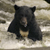 Bear-watching near Ketchikan