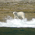 Curious polar bear on Akpatok Island