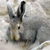 Arctic hare in Auyuittuq National Park